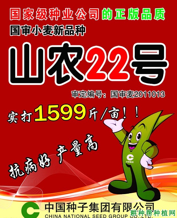 山农22号小麦品种好不好？