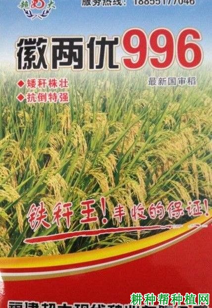 徽两优996水稻品种好不好？