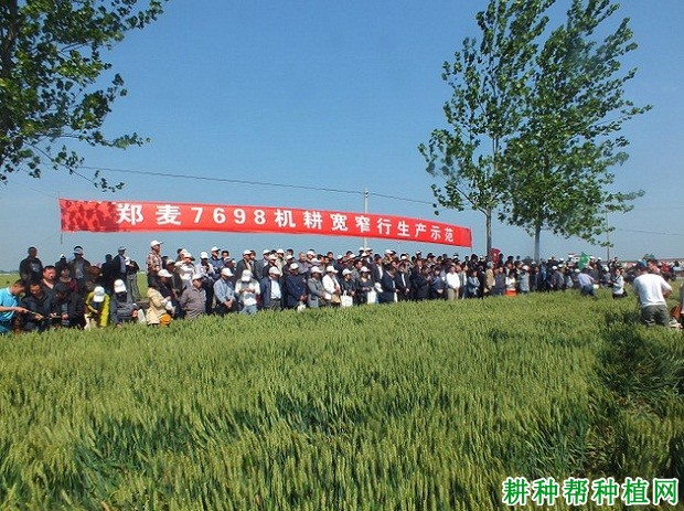 郑麦7698小麦品种好不好？