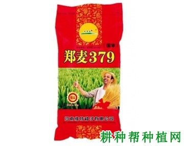 郑麦379小麦品种好不好？