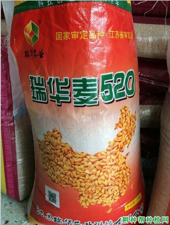 瑞华麦520小麦品种好不好？