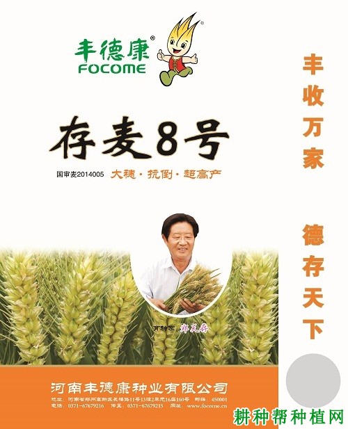 存麦8号小麦品种好不好？