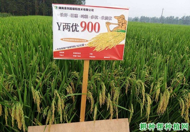 Y两优900水稻品种好不好？