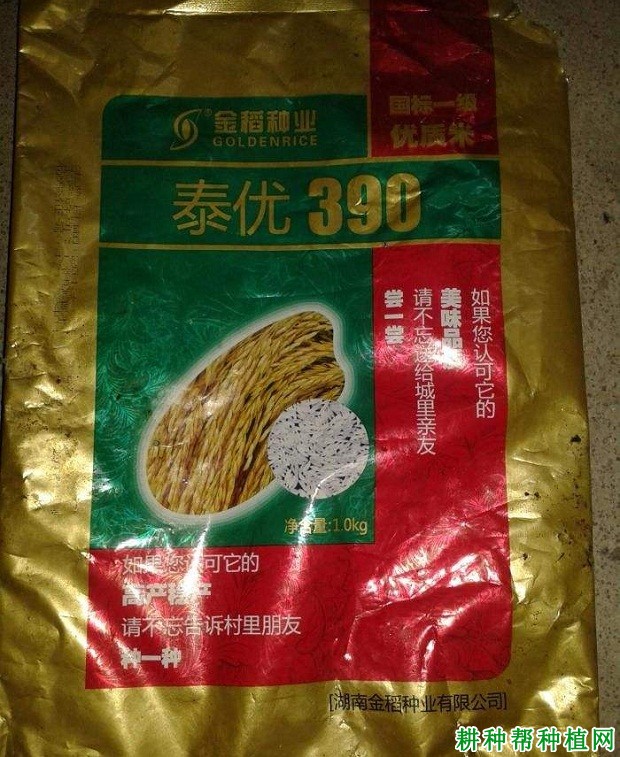 泰优390水稻品种好不好？