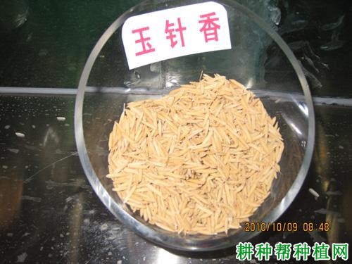 玉针香水稻品种好不好？