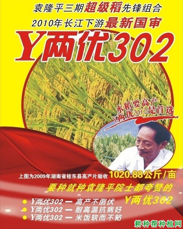 Y两优302水稻品种好不好？