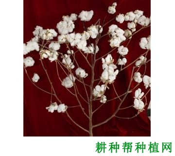 国欣棉9号棉花品种好不好？