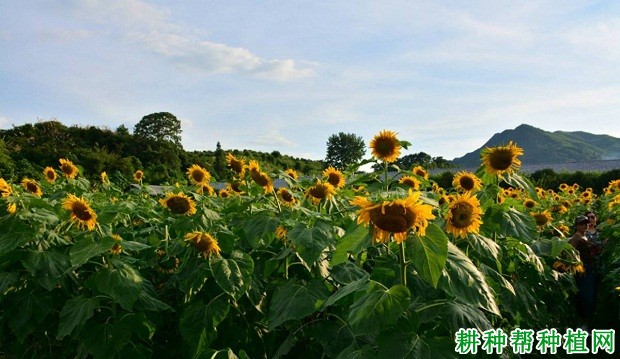 食用型：陇葵杂4号向日葵品种好不好？