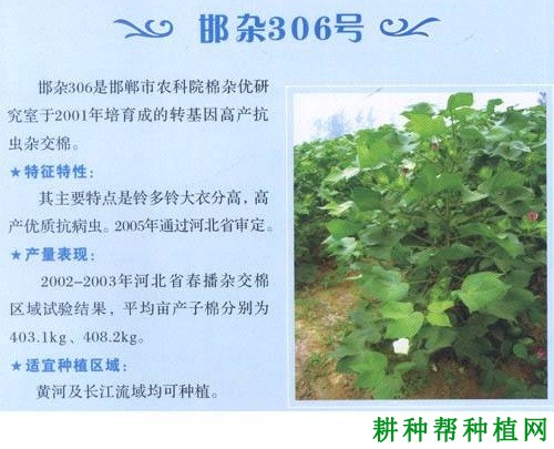 邯杂306棉花品种好不好？