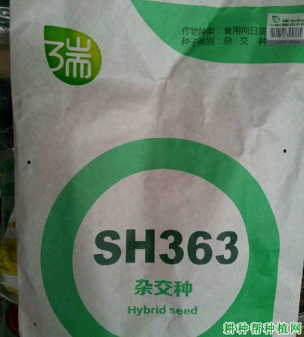 食用型：SH363向日葵品种好不好？