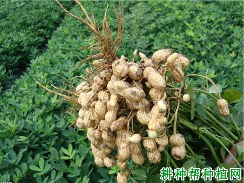 桂花红168花生品种好不好？