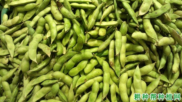 中豆37大豆品种好不好？