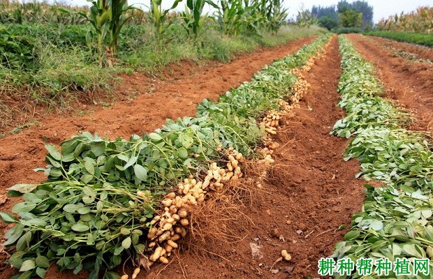 川单丰油99花生品种好不好？