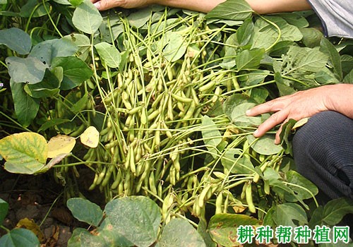 临豆九号大豆品种好不好？