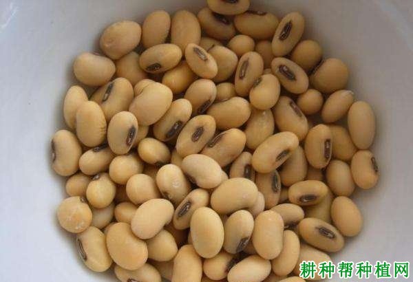 华疆3号大豆品种好不好？