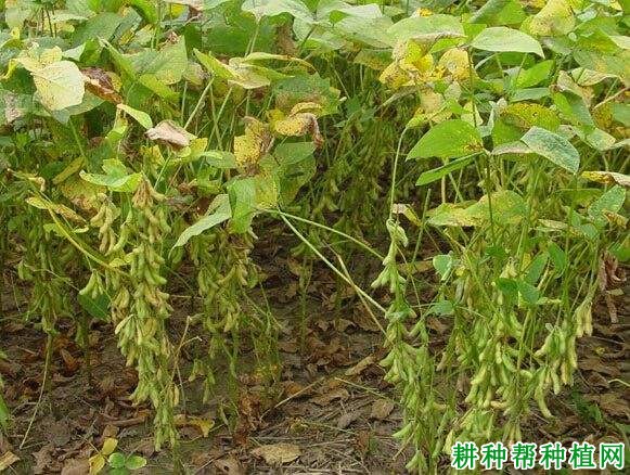 驻豆11号大豆品种好不好？