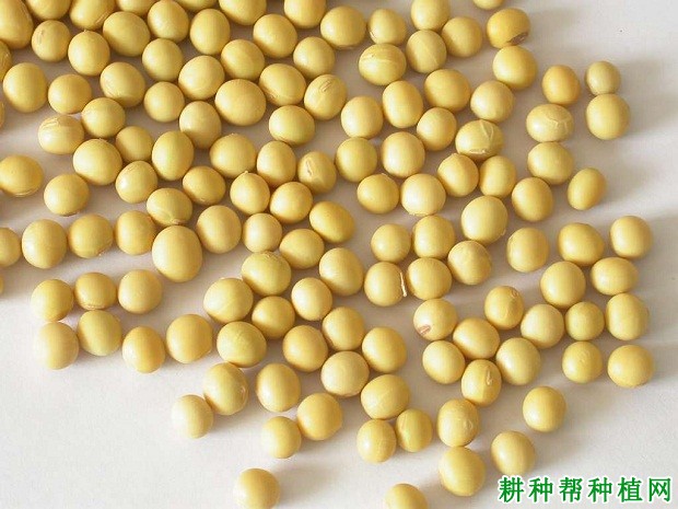 铁豆43大豆品种好不好？