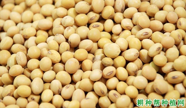 东豆17大豆品种好不好？