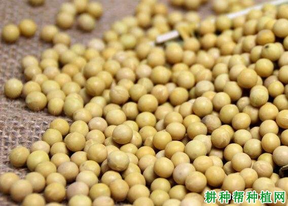 吉育95号大豆品种好不好？