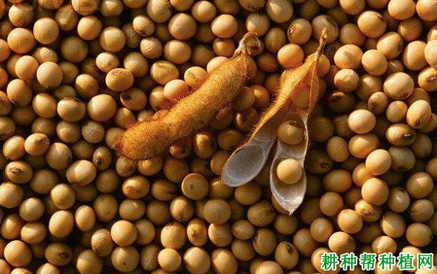 巴211大豆品种好不好？