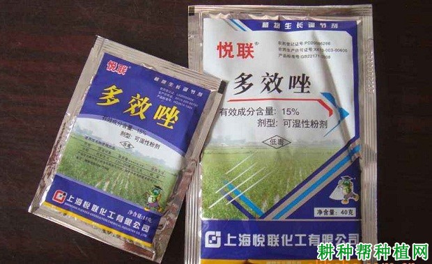 小麦打什么药可以促进分蘖？