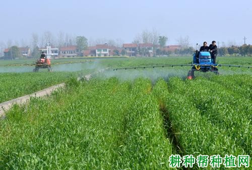 种植小麦如何施用钼肥？