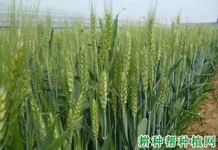 种植小麦施钼肥起什么作用？