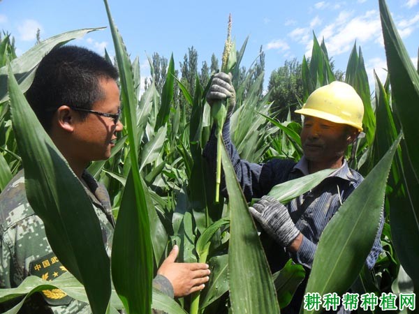 种植玉米如何去雄？