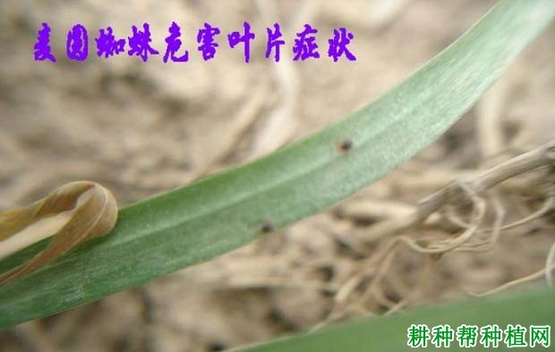 种植小麦如何防治麦圆蜘蛛？