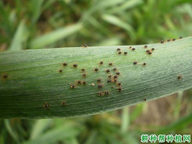 种植小麦如何防治麦圆蜘蛛？