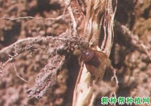 种植小麦如何防治麦根蝽？