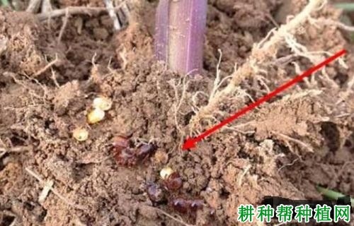 种植小麦如何防治麦根蝽？