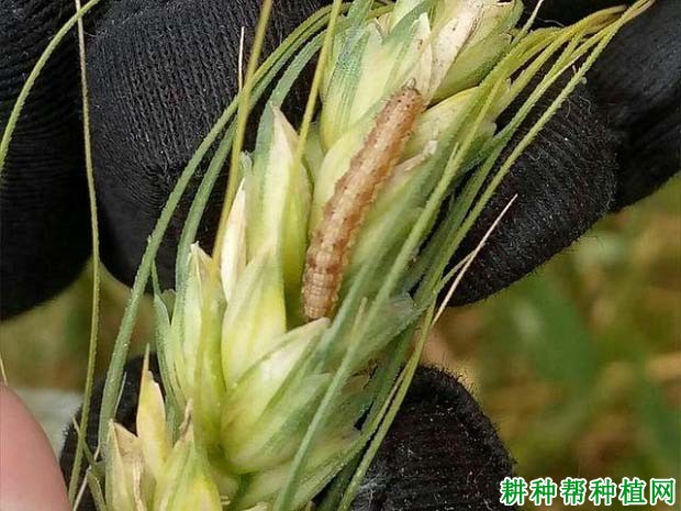 种植小麦如何防治棉铃虫？