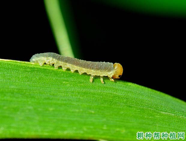 种植小麦如何防治麦叶蜂？