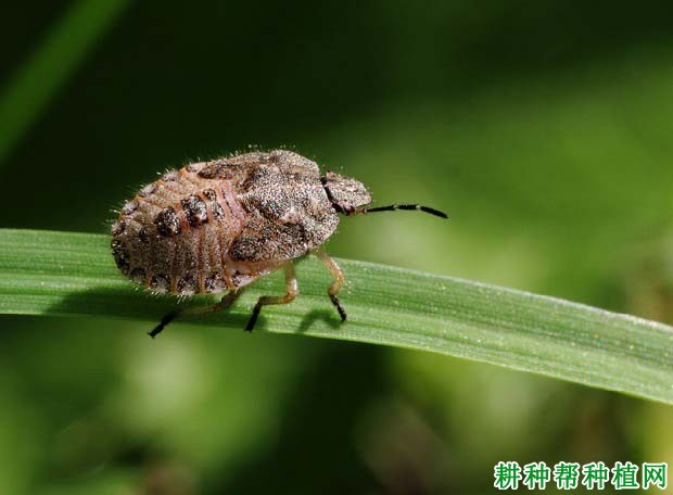 种植小麦如何防治斑须蝽？