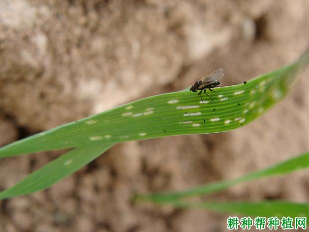 种植小麦如何防治麦黑斑潜叶蝇？