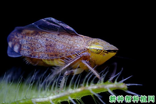 种植小麦如何防治条沙叶蝉？