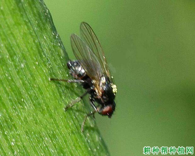 种植小麦如何防治黑麦秆蝇？