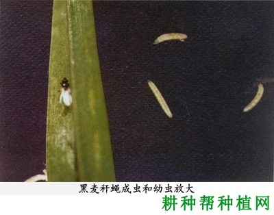 种植小麦如何防治黑麦秆蝇？