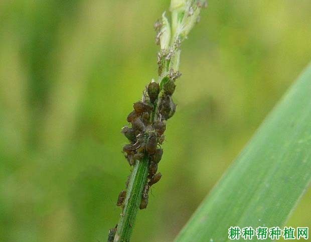 种植小麦如何防治黍蚜？