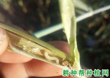 种植小麦如何防治麦茎蜂？