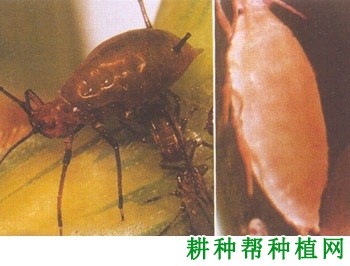 种植小麦如何防治麦双尾蚜？