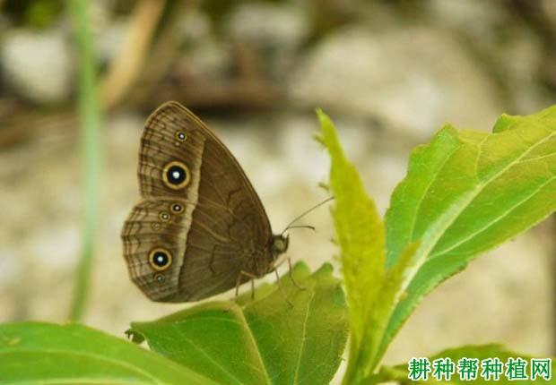 种植水稻如何防治稻眼蝶？