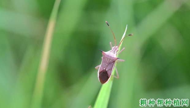 种植水稻如何防治稻棘缘蝽？