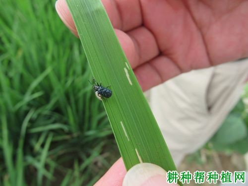 种植水稻如何防治稻铁甲虫？