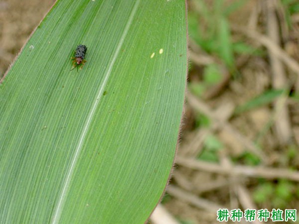 种植水稻如何防治稻铁甲虫？