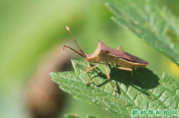 种植水稻如何防治长肩棘缘蝽？