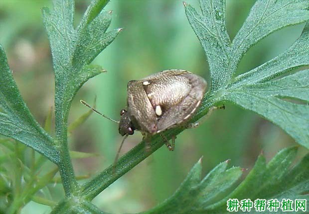 种植水稻如何防治二星蝽？