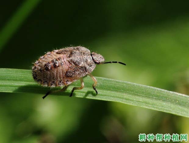 种植水稻如何防治斑须蝽？