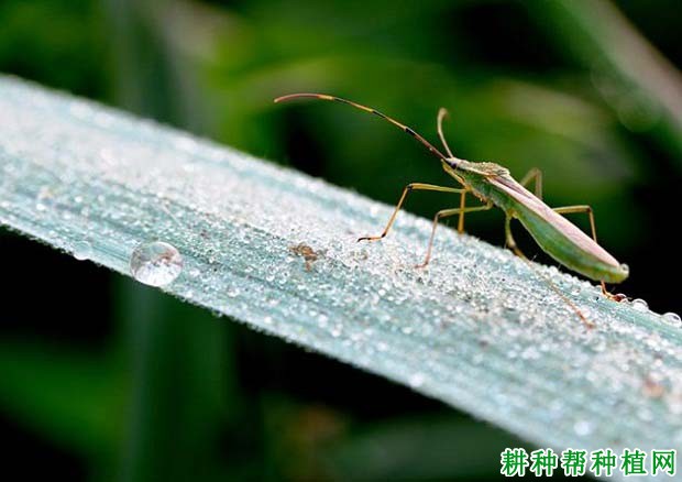 种植水稻如何防治大稻缘蝽？